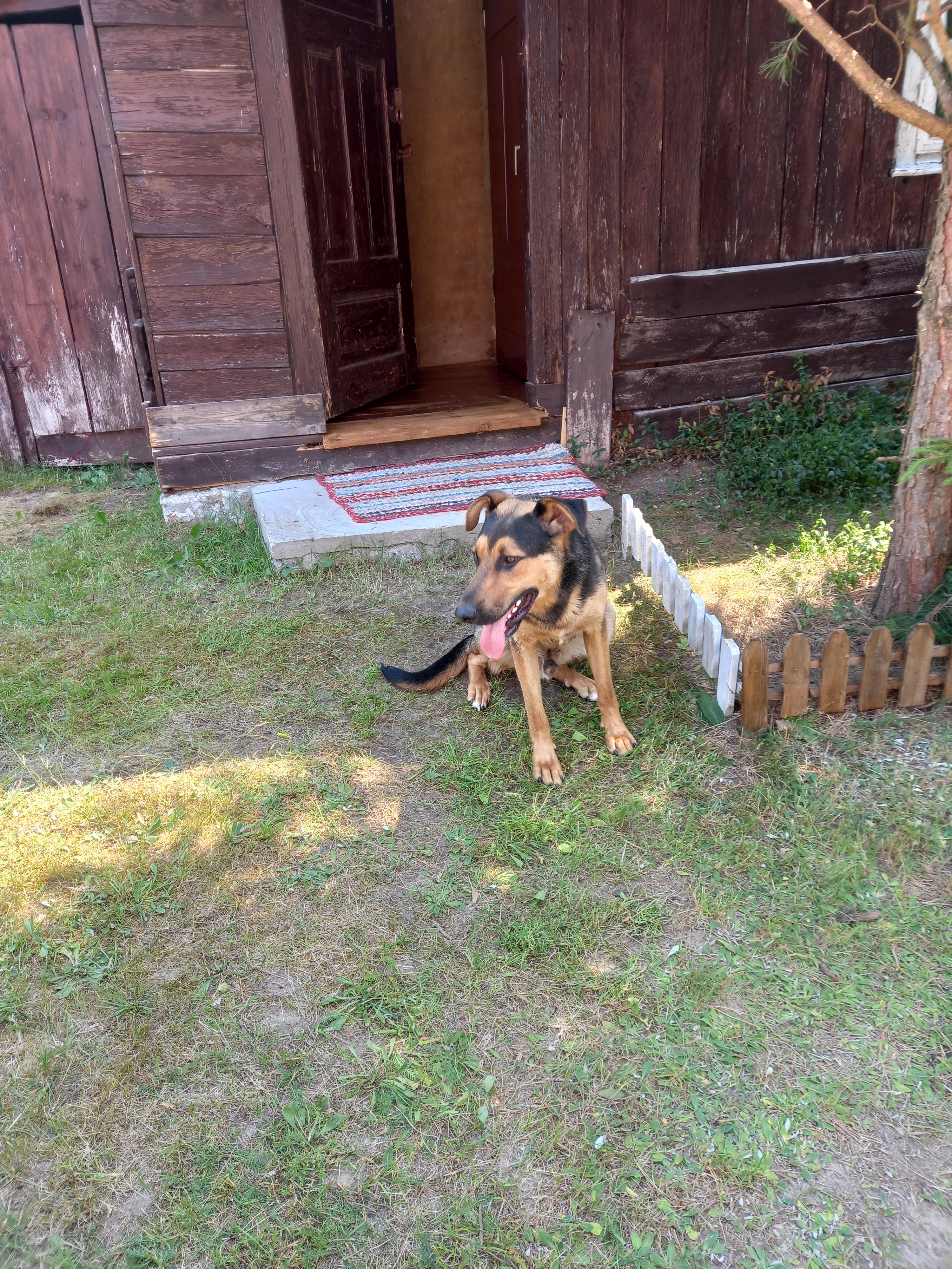 obraz