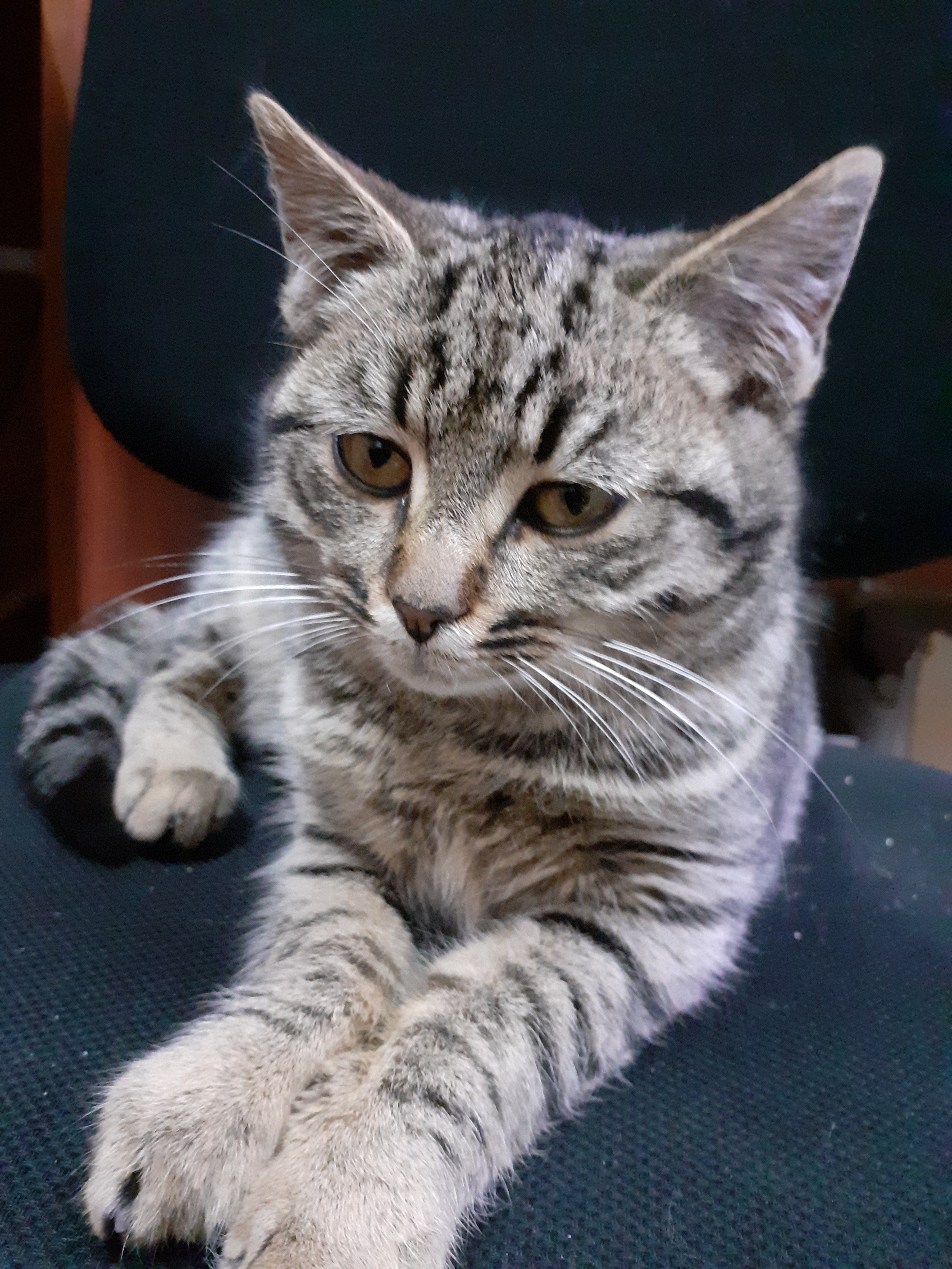 Kotka do adopcji