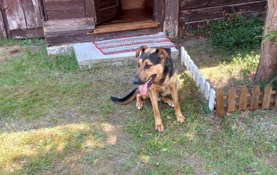 Błąkający się pies w miejscowości Huta Gruszczyno